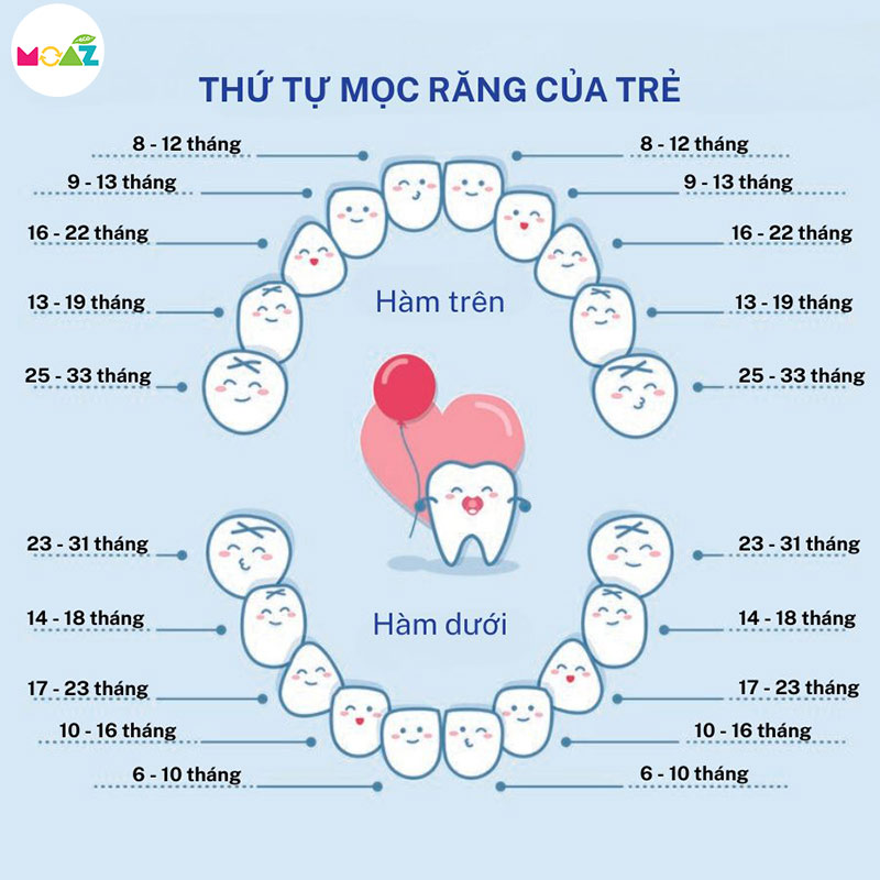 Lịch mọc răng sữa theo từng giai đoạn